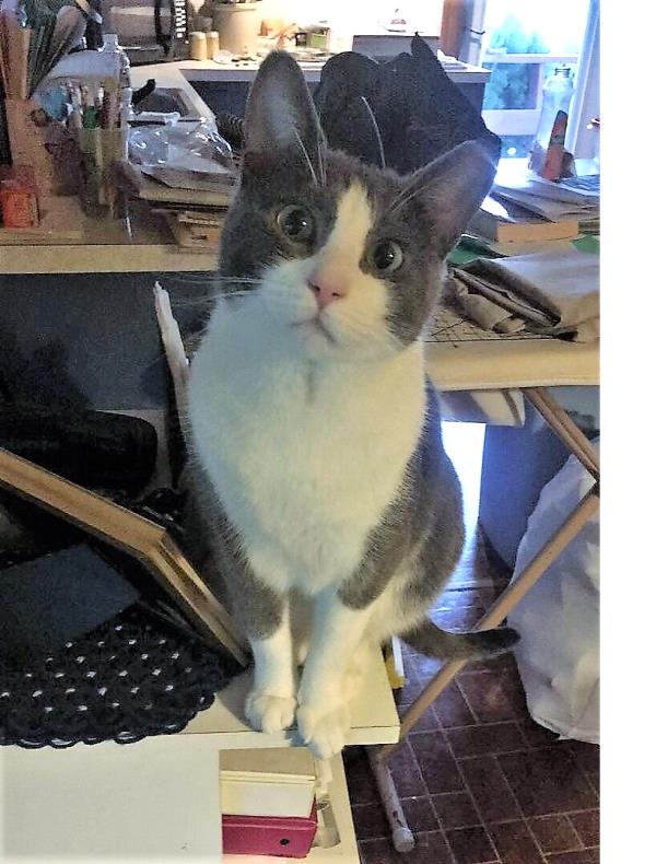 /Images/uploads/Animal Control  Welfare Project/PrettiestPetContest/entries/6182thumb.jpg